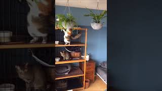 猫はるすばん petcamera 12:30 よじ登り