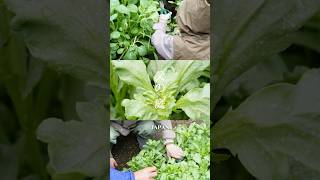 父の庭 🇯🇵 #garden #Japan #homesweethome