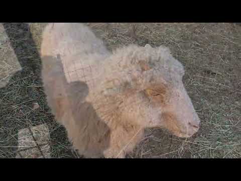 Received, Not Chosen: A Shepherd Monk's Evening Walk