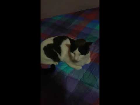 💟 gatto Smeagol Smy in...meditazione Zen....