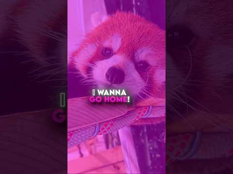 this red panda almost got away 🐼💚 #usa