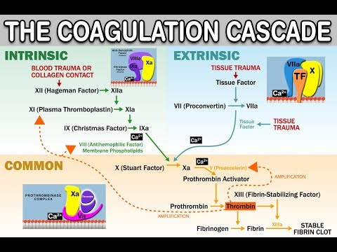 HEMOSTASIS/COAGULATION CASCADE - Intrinsic/Extrinsic/Common Pathways, Amplification, and Propagation
