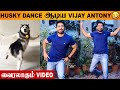 Viral Husky Dog Dance Recreated By Vijay Antony Pookie Movie Vedi Ichu Ichu Tamil Original Song