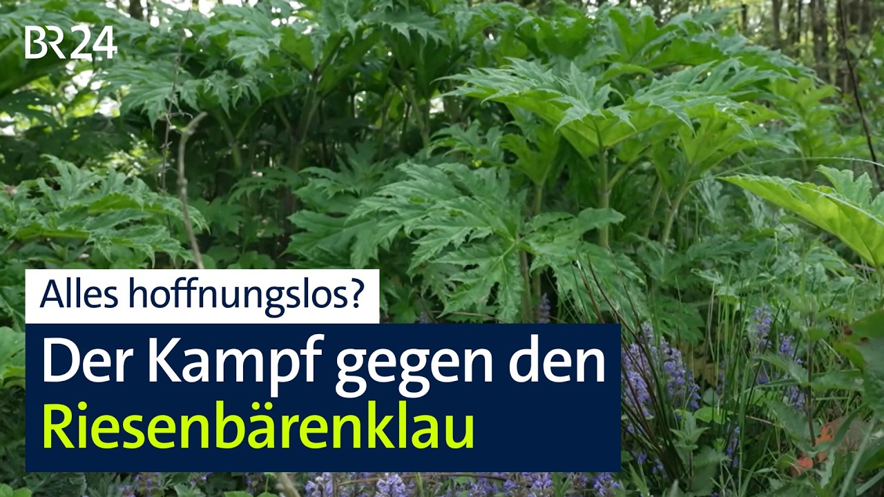 Es scheint hoffnungslos im Kampf gegen den Riesenbärenklau | Abendschau | BR24