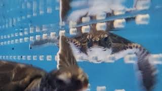 かっちゃんと恋ばなラジオ配信