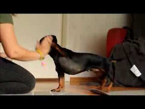 Temppuringin haaste nro 96 "Tassu/yläfemma saman puolen käteen"