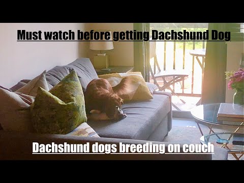 Must watch before getting dachshund. Dogs breeding on couch 🛋️ 