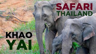 KHAO YAI, THAILAND: Jungle SAFARI met olifanten, gibbons en vleermuizen!