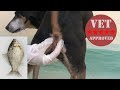 How to Empty Your Dog's Anal Glands at Home (Express Externally)