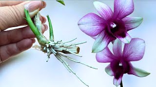 🔥👍 Wenn Sie dieses magische Geheimnis kennen, können Sie jede Orchidee vermehren!