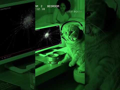 The chubby orange cat was terrified watching a horror movie. #cat #funny