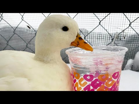 This Mini Duck Is Obsessed With Ice Water! | The Koala