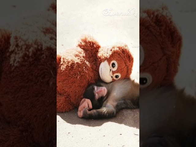 Vídeo relacionado con TaiXinYuly Punch Monkey Peluche, Peluche de orangután Grande de 66 cm, Manos MagnéTicas Mono de Peluche, Lavable y Seguro para niños, Juguete de Mono Suave y Realista