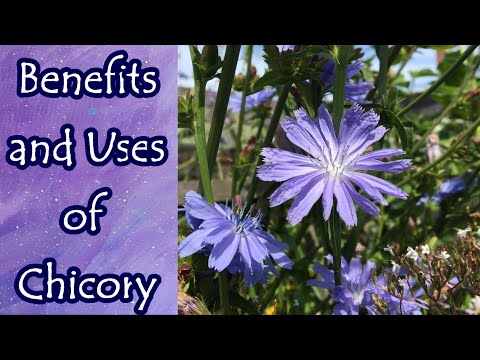 Benefits of Chicory