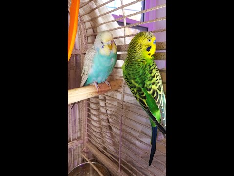 3 Hr Happy Parakeets Eating Singing Playing, Budgies Chirping. Reduce Stress of lonely Bird Videos