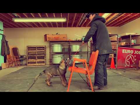 IGP training: Hanna v Haus Le (Hannes Ja Na Ka x Destiny vom Special Highlight) 3 1/2 months