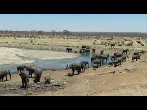 Incredible number of elephants visit waterhole together