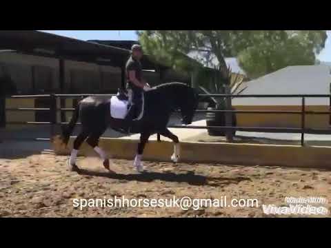 Big, baroque PRE stallion born 2015 for sale