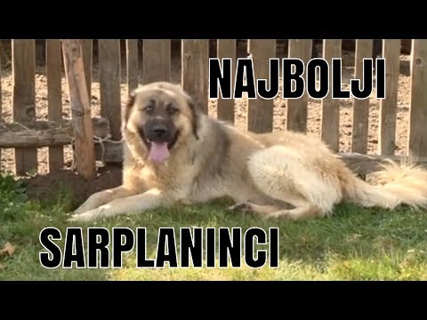 DURMITOR NAJBOLJI SARPLANINCI RADIVOJA OSTOJICA