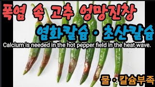 폭염 속 고추밭에 빨리 처방해야 합니다! Calcium is needed in the hot pepper f…