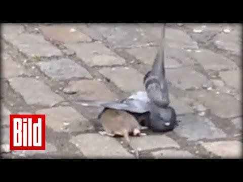 Ratte vs Taube - Großer Kampf in New York ( Battle / Tier / Animal )