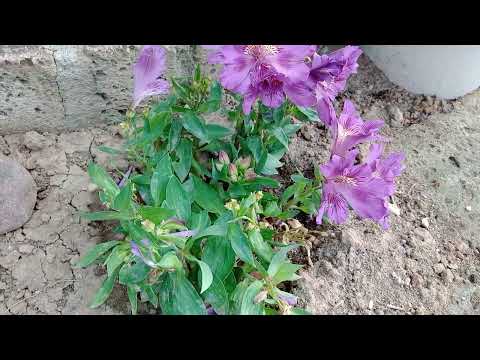 TCL 30 SE - TEST VIDEO in FULLHD a 30FPS