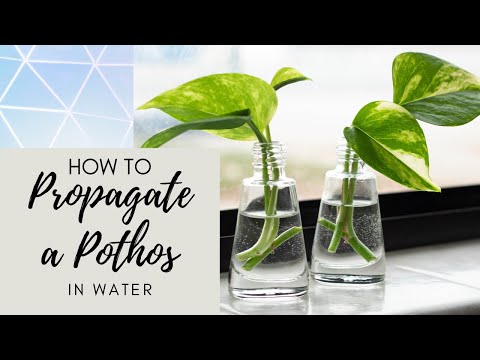 How to Propagate Pothos in Water