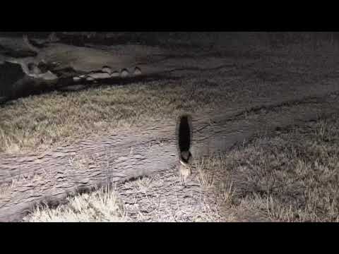 Djuma: Wonderful night sounds with hippo/hyena/lions/leopard and birds - Pt:2 - 01:24 - 07/27/18