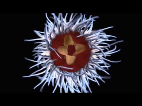 JVC - Polyp & Medusa Clip