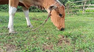 Download lagu Merdu Suara Sapi Makan Rumput mp3 Download lagu Merdu Suara Sapi Makan Rumput mp3