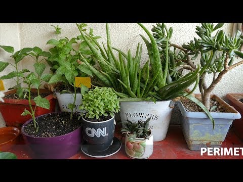 Rreze Dielli, 27 Maj 2019 – Të ftuar Zef Gjeta dhe Rezarta Delisula