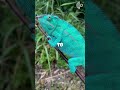 Chameleons Change Color for More Than Just Camouflage