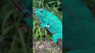 Chameleons Change Color for More Than Just Camouflage