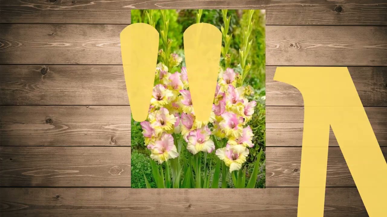 Kardvirág hagyma 'Priscilla' – nagyméretű virághagymák