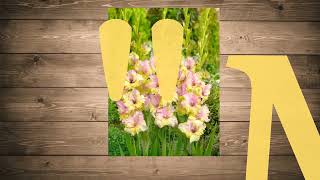 Kardvirág hagyma 'Priscilla' – nagyméretű virághagymák