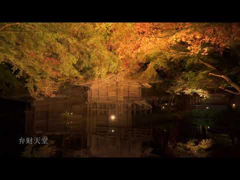 中尊寺　参道照明「紅葉銀河」　PR動画（短編）