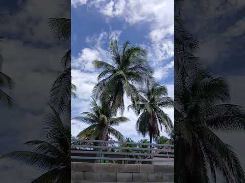 Cielo Azul de Acajutla Sonsonate #80smusic #oldies #music #funk #vintage #explore #elsalvador