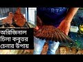 অরিজিনাল চিলা কবুতর চেনার উপায় the way to know real chila pigeon. t.s bd news