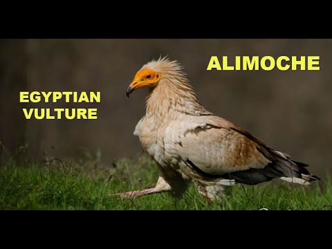 ALIMOCHE | EGYPTIAN VULTURE | Neophron percnopterus