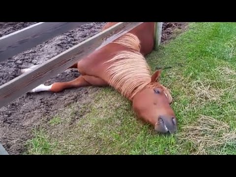 Les animaux les plus paresseux du monde sont ici 🤣