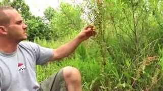 Medicinal and edible plant - yellow dock