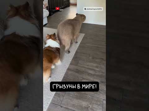 Капибара Пришла в Гости 😹