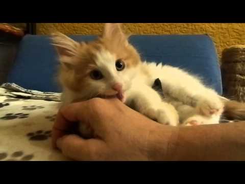 Aruni 9 weeks old Norwegian Forest Kitten Female
