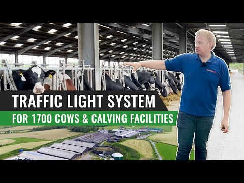 Traffic Light System for 1700 Cows & Calving facilities – Scotland