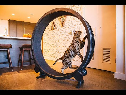 CAT COMPILATION - Cat Exercise Wheel - Cats Who Love To Exercise