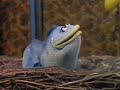 Sesame Street May I Be Your Friend Oscar S Version English