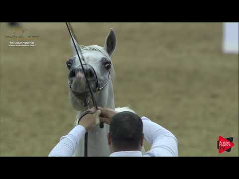 N.182 DAGHSH AL SHAQAB - 2019 Qatar Nat. Peninsula show - Stallions 7 + Years Old(Class 11-12).mp4