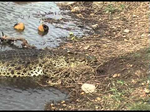 i coccodrilli di Guamà