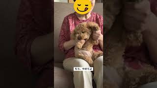 #トイプードル #元気になる動画 #癒し #動物好きな人と繋がりたい