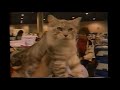 A E S Incredible World Of Cats Tape 1 VHS 1996